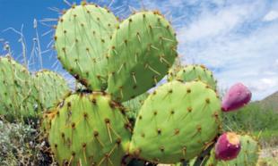 Figuier de barbarie: Le cactus gagne-t-il sa guerre contre la cochenille ? [INTÉGRAL]