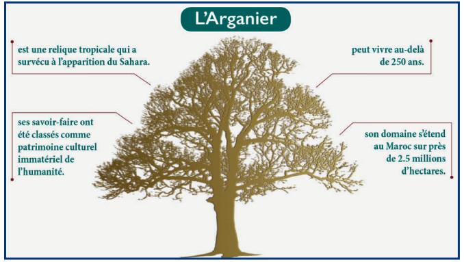 Arganier: Un héritage naturel menacé par la forte demande du marché international [INTÉGRAL]