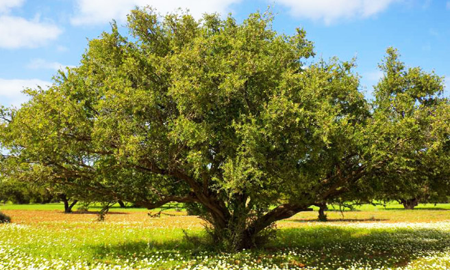 Le Maroc et l'ONU célèbrent l'arbre mythique de l'arganier 