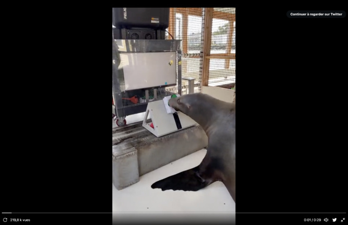 Etats-Unis : L’armée entraîne les lions de mer et les dauphins à des jeux vidéo Etats-Unis : L’armée entraîne les lions de mer et les dauphins à des jeux vidéo