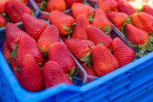 Export : La saga des fruits rouges marocains à l’international [INTÉGRAL]