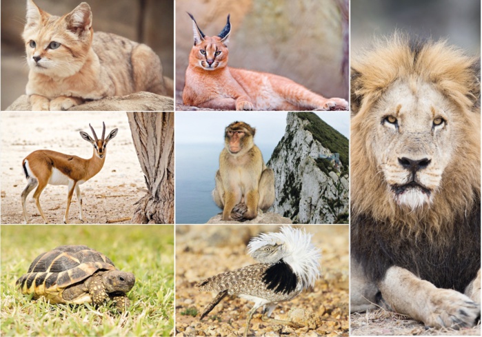 Conservation des espèces menacées : Enjeu crucial pour préserver la biodiversité du Royaume