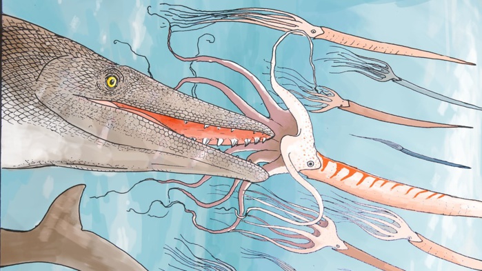 Une nouvelle espèce de mosasaure aux dents uniques découverte au Maroc Une nouvelle espèce de mosasaure aux dents uniques découverte au Maroc