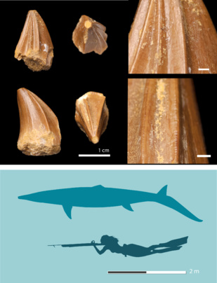 Une nouvelle espèce de mosasaure aux dents uniques découverte au Maroc Une nouvelle espèce de mosasaure aux dents uniques découverte au Maroc