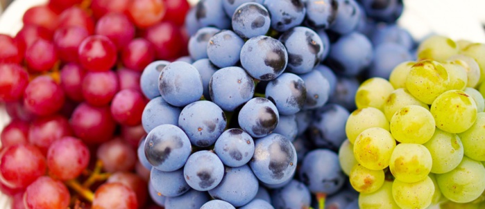 Agriculture : Les défis climatiques menacent la saison des raisins au Maroc