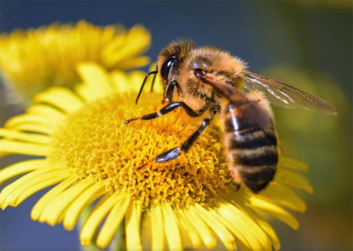 Journée mondiale des abeilles : Le secteur apicole marocain face au défi de la compétitivité