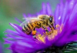 Journée mondiale des abeilles : Le secteur apicole marocain face au défi de la compétitivité [INTÉGRAL]