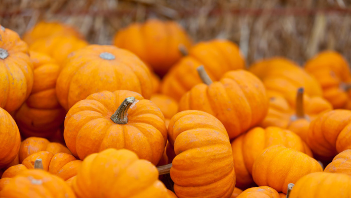Les exportations de citrouilles marocaines vers le Royaume-Uni montent en flèche Les exportations de citrouilles marocaines vers le Royaume-Uni montent en flèche