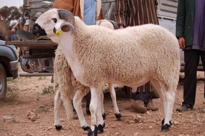 Aïd Al-Adha: Les éleveurs  réagissent à la polémique des moutons à 700 dhs