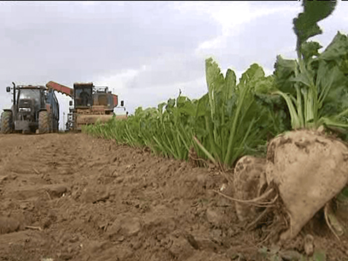 Doukkala-Abda : Lancement de la campagne d’arrachage de la betterave sur près de 11.500 ha