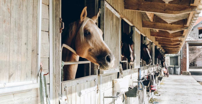Emploi-Formation : Partenariat pour l’inclusion durable des guichetiers du domaine hippique Emploi-Formation : Partenariat pour l’inclusion durable des guichetiers du domaine hippique