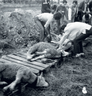 Rétro-Verso : Quand Feu Hassan II interdisait Aïd Al-Adha Rétro-Verso : Quand Feu Hassan II interdisait Aïd Al-Adha