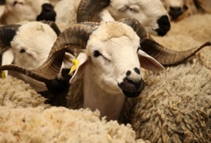 Rétro-Verso : Quand Feu Hassan II interdisait Aïd Al-Adha Rétro-Verso : Quand Feu Hassan II interdisait Aïd Al-Adha