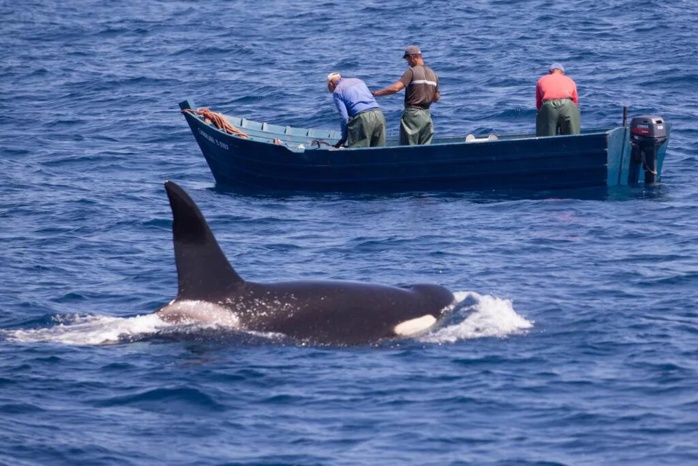 L’orque, un redoutable concurrent que les pêcheurs marocains connaissent bien.