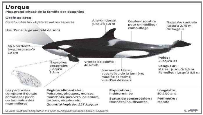 Attaques d’orques : Les dessous d’une supposée invasion du littoral marocain [INTÉGRAL]