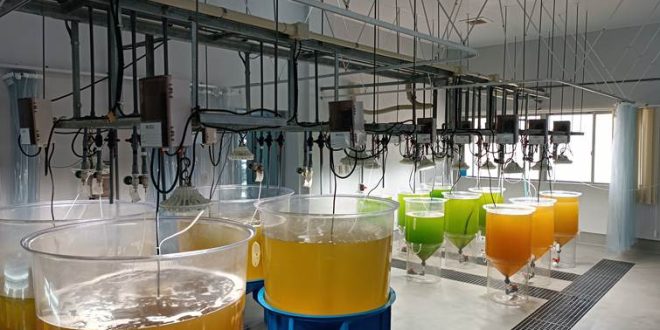 Production en masse des microalgues. Production en masse des microalgues.