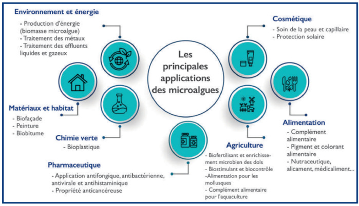 Algoculture : Un grand potentiel en quête de valorisation [INTÉGRAL]