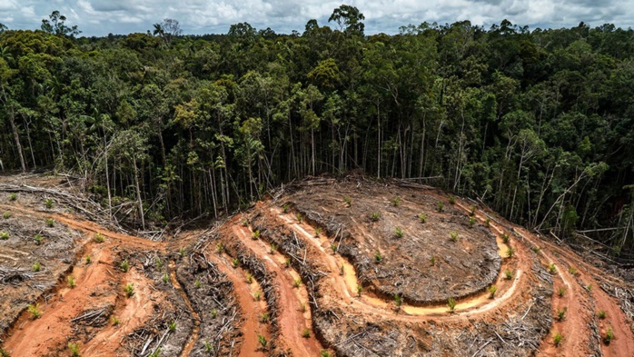 Déforestation : En 2022, la planète a perdu plus de 41.000 km2 de forêt vierge Déforestation : En 2022, la planète a perdu plus de 41.000 km2 de forêt vierge