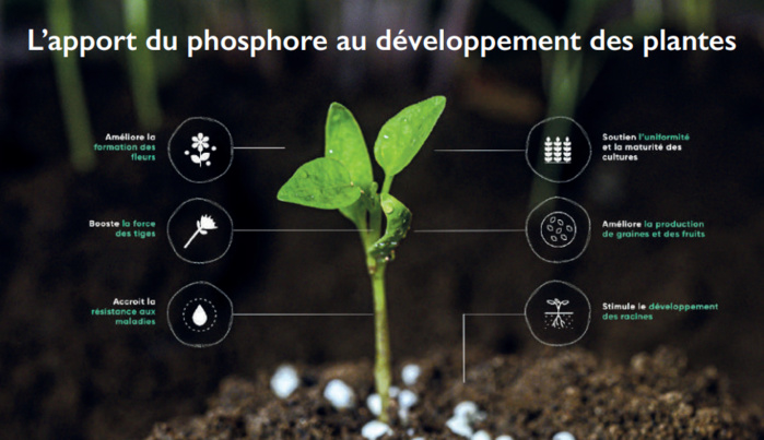 Gisement de phosphate en Norvège : Le leadership du Maroc est-il menacé ? [INTÉGRAL]