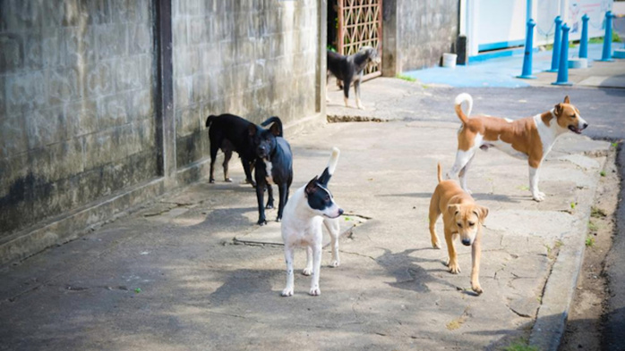 Protection des animaux: Bras de fer entre ADAN et la Commune de Rabat