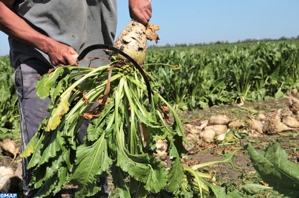 Béni Mellal-Khénifra : 225.000 tonnes de betteraves à sucre arrachées