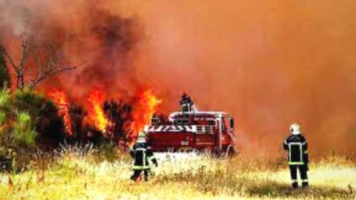 Algérie : Au moins 34 morts dans des feux de forêt