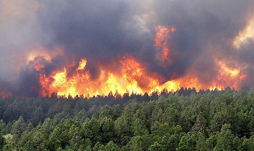 Incendies de forêts: Près de 3.900 hectares dévorés par les flammes au Maroc