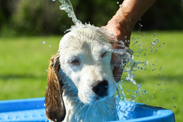 Canicule : Comment rafraîchir son animal de compagnie ?