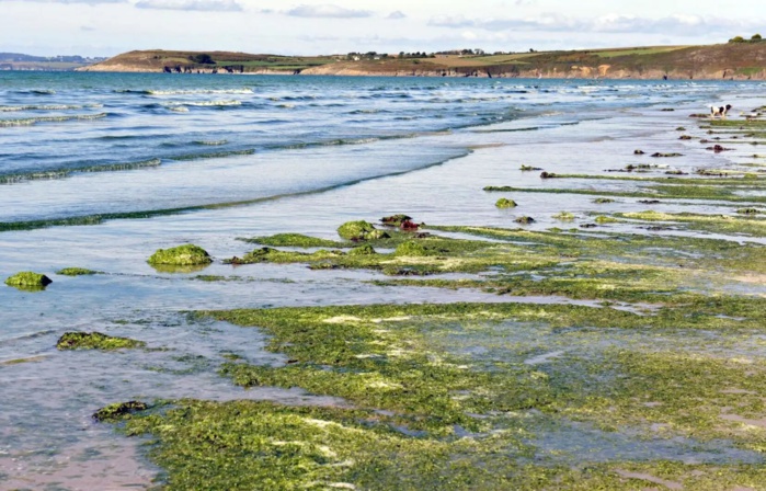 Les micro-algues représentent une menace pour la santé publique.
