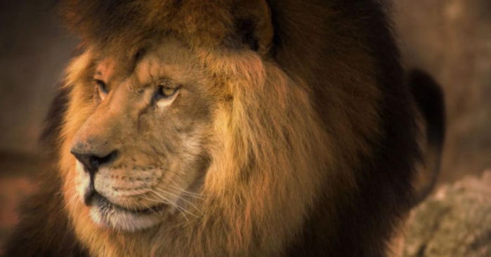 Journée mondiale du Lion : Péripéties historiques d’un grand fauve emblématique Journée mondiale du Lion : Péripéties historiques d’un grand fauve emblématique