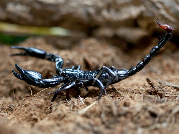 Azilal / Piqûres de scorpions : Prise en charge de 62 personnes en juillet Azilal / Piqûres de scorpions : Prise en charge de 62 personnes en juillet