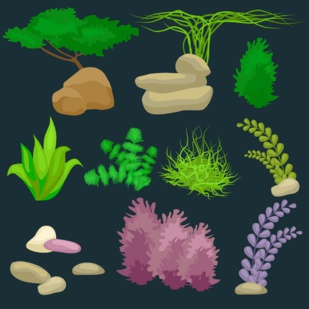 Récolte de l'Or Rouge : Ces femmes qui transforment la mer en source de vie Récolte de l'Or Rouge : Ces femmes qui transforment la mer en source de vie