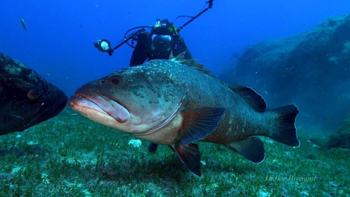 Chasse sous-marine illégale : Au Maroc, l’avenir des Mérous est en péril ! [INTÉGRAL]