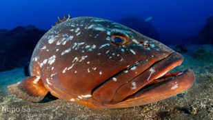Chasse sous-marine illégale : Au Maroc, l’avenir des Mérous est en péril ! [INTÉGRAL]