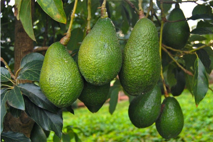 ​Avocats: Les exportations marocaines vers l'Allemagne atteignent un niveau record