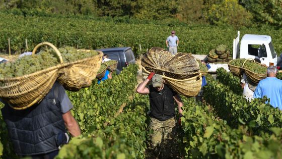 Agriculture: L'Italie convoite la main-d'œuvre marocaine qualifiée Agriculture: L'Italie convoite la main-d'œuvre marocaine qualifiée