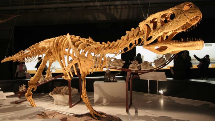 Paléontologie : Découverte au Maroc de deux nouvelles espèces de dinosaures Pré-T. rex