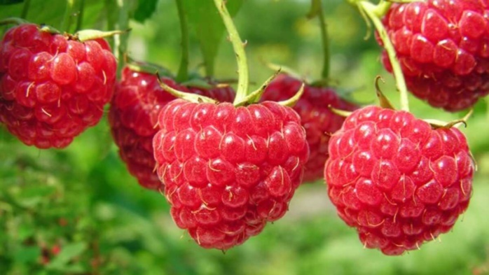 Le Maroc devient le plus grand exportateur de framboises fraîches vers le Royaume-Uni