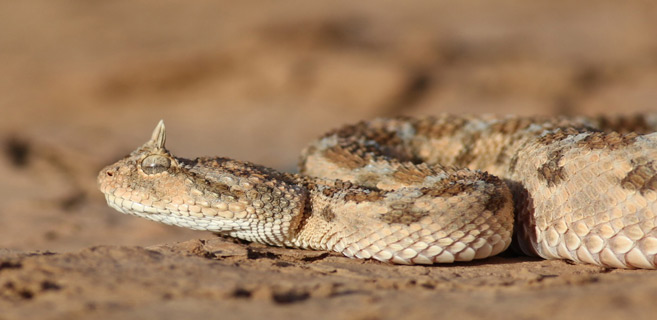 Canicule et morsures de reptiles : La ravageuse diabolisation de tous les serpents [INTÉGRAL]