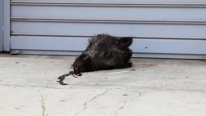 Consulat du Maroc en Corse: Une enquête s'ouvre après la découverte d’une tête de sanglier Consulat du Maroc en Corse: Une enquête s'ouvre après la découverte d’une tête de sanglier