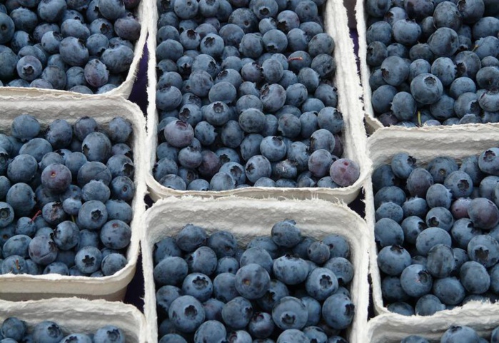 Agriculture : Le Maroc, premier exportateur des myrtilles aux Émirats Arabes Unis Agriculture : Le Maroc, premier exportateur des myrtilles aux Émirats Arabes Unis