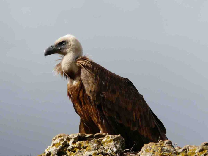 Les vautours sont des rapaces charognards qui se nourrissent principalement des carcasses d’animaux morts.