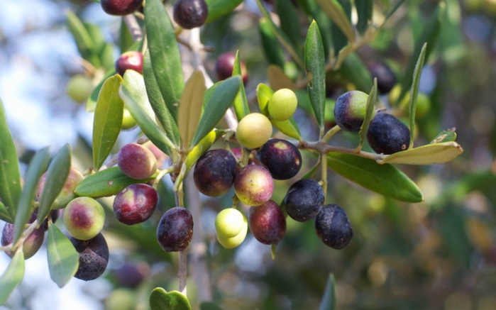 Guercif - Assurance agricole indicielle : 1.200 hectares d'oliviers souscrits en 2023  Guercif - Assurance agricole indicielle : 1.200 hectares d'oliviers souscrits en 2023