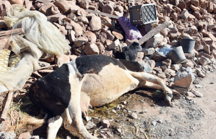 Pertes graves parmi les ovins et caprins lors du séisme d’Al-Haouz.