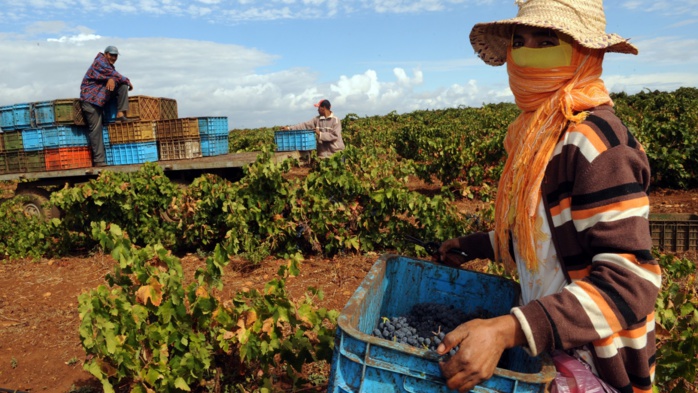 HCP : Rebond agricole et dynamisme des exportations au 2ème Trimestre 2023 HCP : Rebond agricole et dynamisme des exportations au 2ème Trimestre 2023