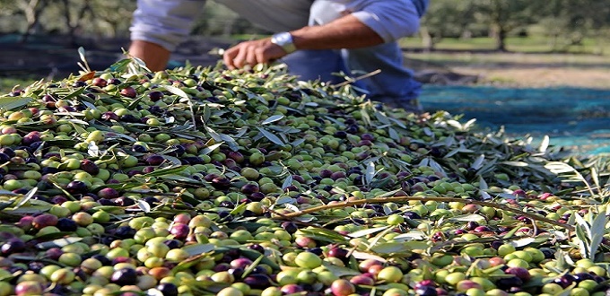 Filière oléicole : Le ministère de tutelle prévoit une production de 1,07 millions de tonnes pendant l’automne Filière oléicole : Le ministère de tutelle prévoit une production de 1,07 millions de tonnes pendant l’automne