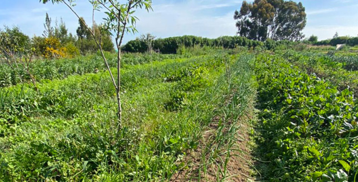 Région TTA / Cultures maraîchères : La superficie programmée atteint plus de 60.000 ha Région TTA / Cultures maraîchères : La superficie programmée atteint plus de 60.000 ha