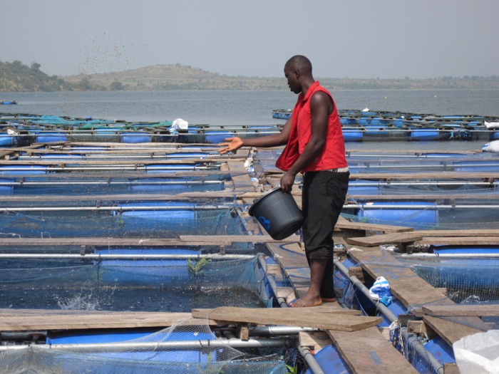 Aquaculture : Un secteur en plein expansion en Afrique subsaharienne