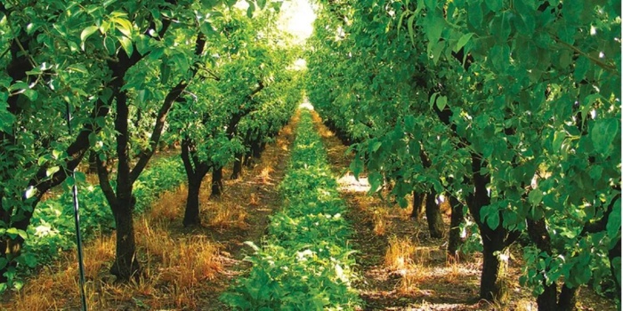 Filières arboricoles : le chiffre d'affaires augmente de 10% par rapport à 2022 Filières arboricoles : le chiffre d'affaires augmente de 10% par rapport à 2022