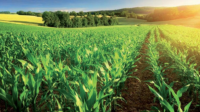 Casablanca - Settat : 43.000 hectares de légumes seront cultivés Casablanca - Settat : 43.000 hectares de légumes seront cultivés